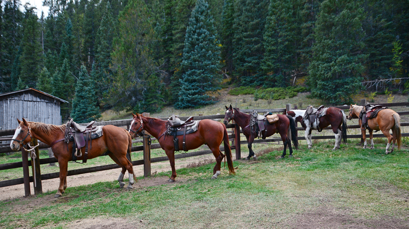 A wrangler on horseback overseeing the herd at Elk Glade