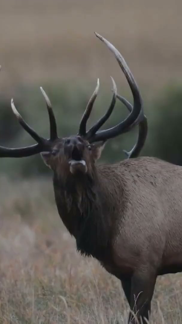 A bull elk bugling in the fall rut