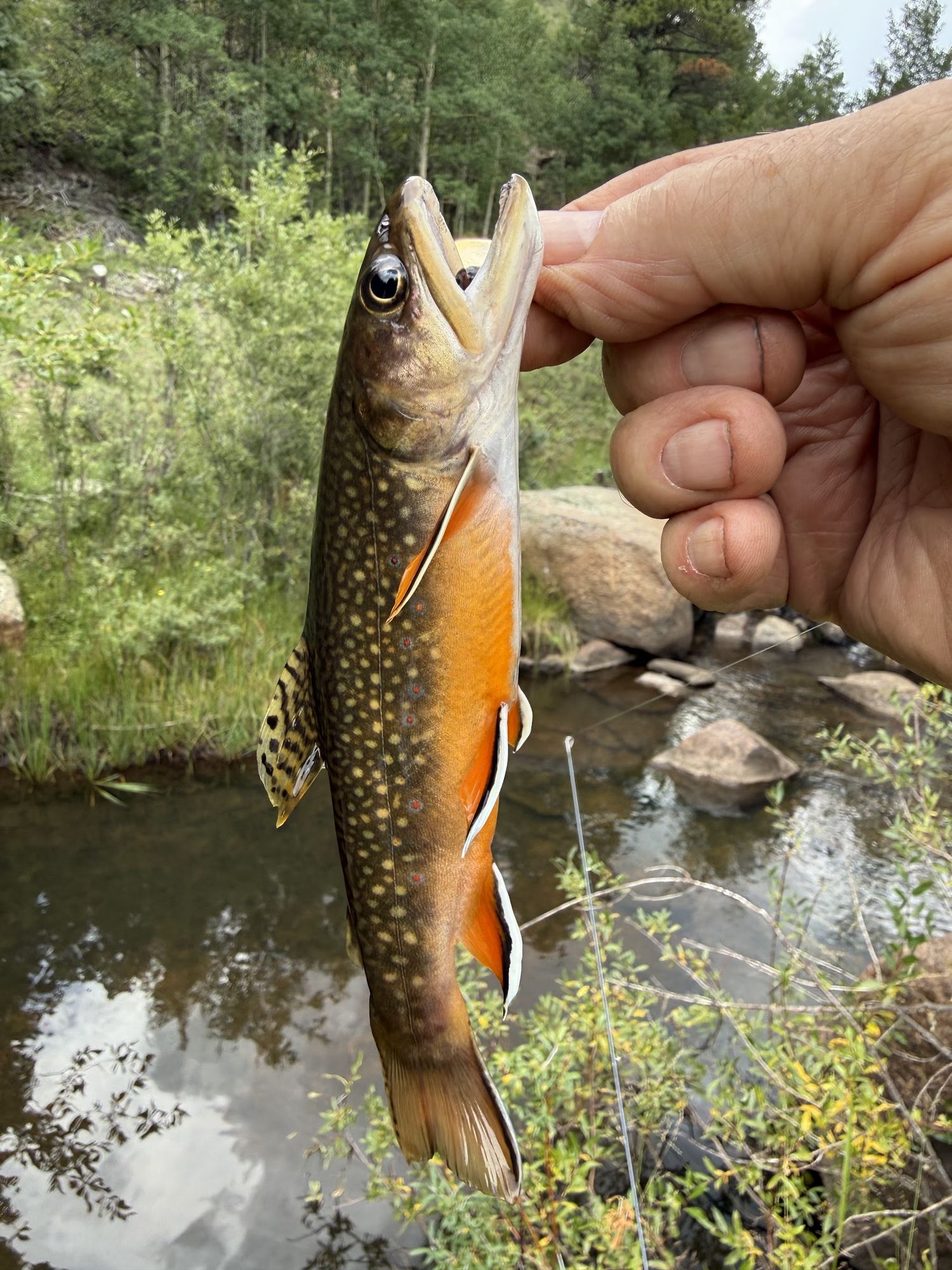A brook trout held up over the creek at Elk Glade