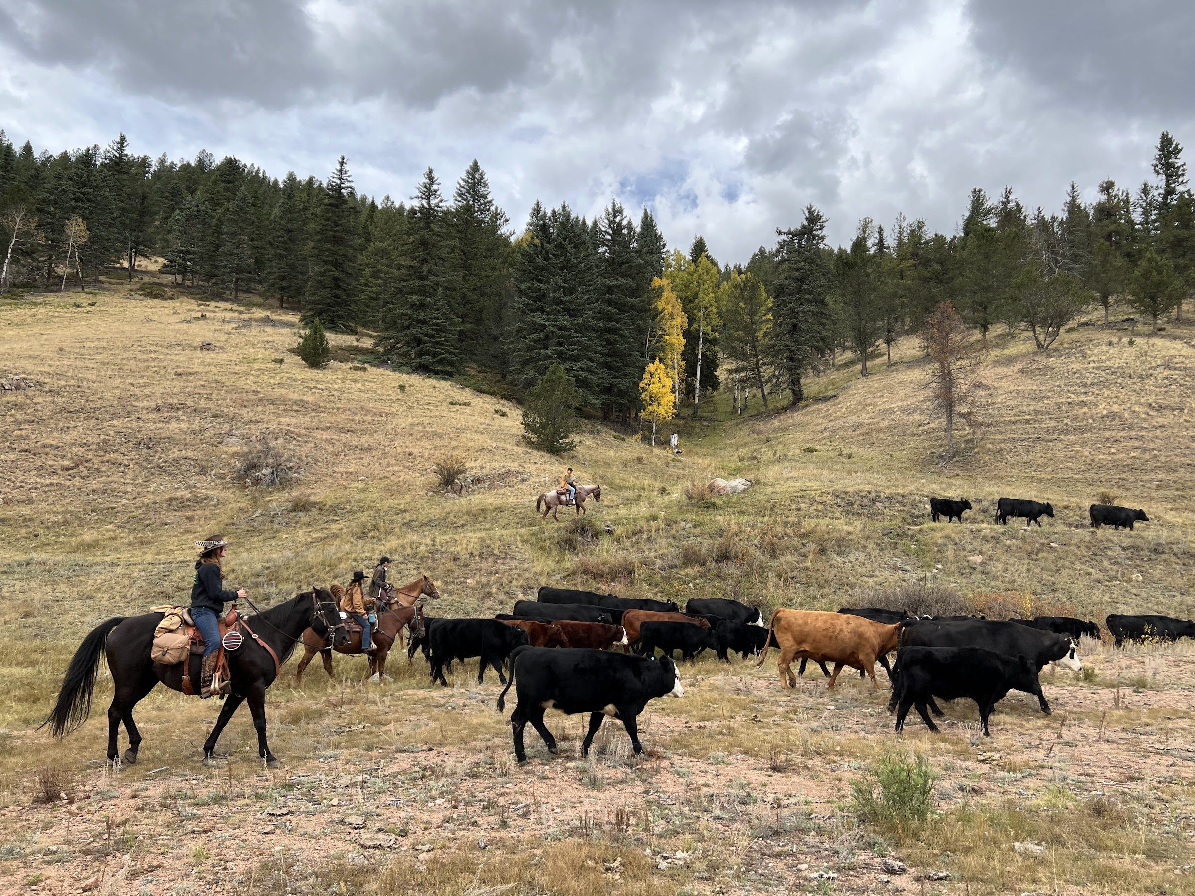 Beef Cattle Breeds Explained · British, Continental + the Crosses — Elk ...
