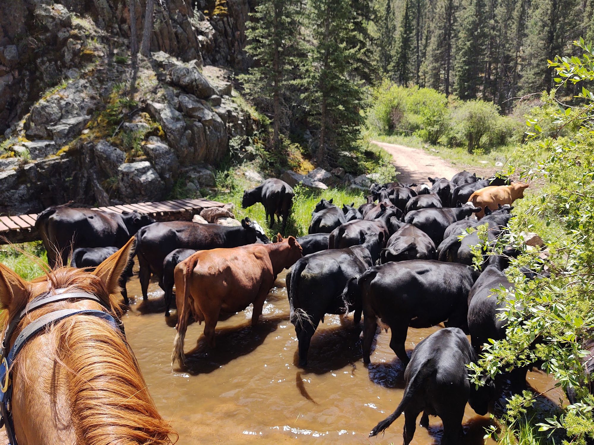 Cattle crossing the creek, seen between a horse's ears