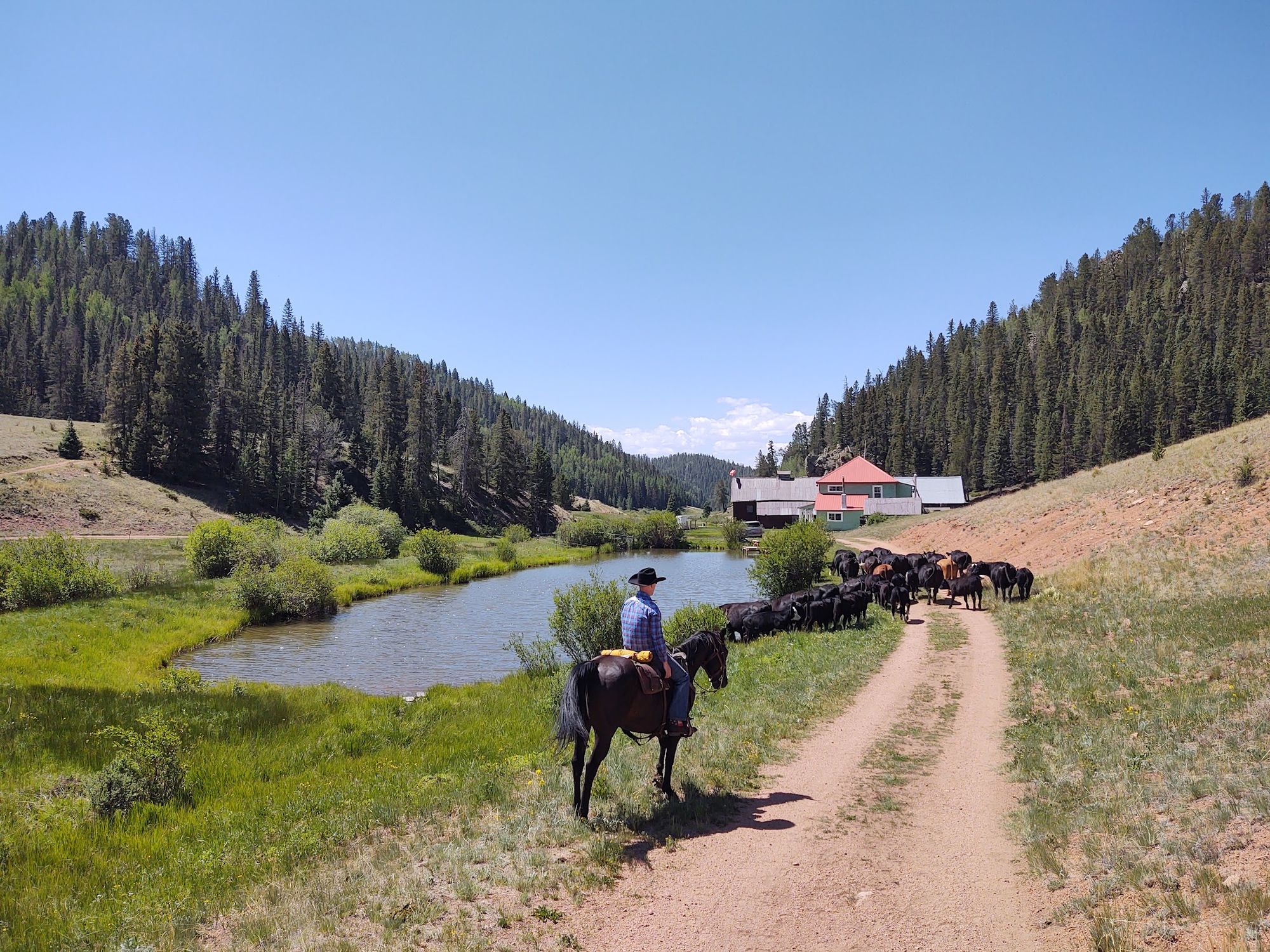 A rider pushing cattle up the lane past the pond toward the lodge
