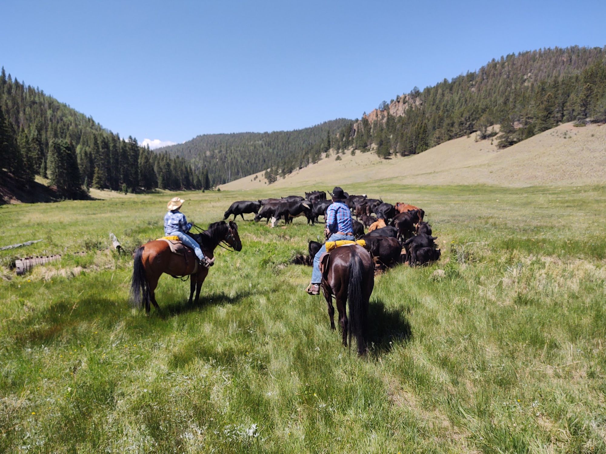 Two riders holding a herd of black cattle in a grassy mountain valley at Elk Glade