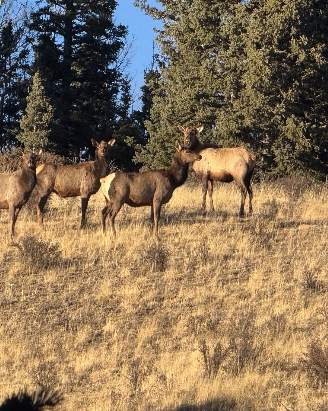 A band of elk on a golden hillside below the spruce at Elk Glade