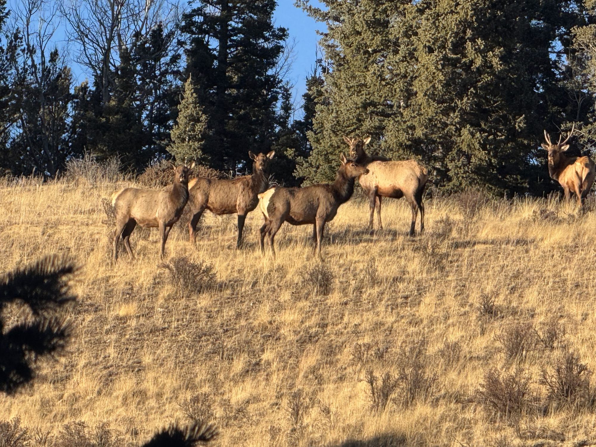A band of elk on a golden hillside below the spruce at Elk Glade