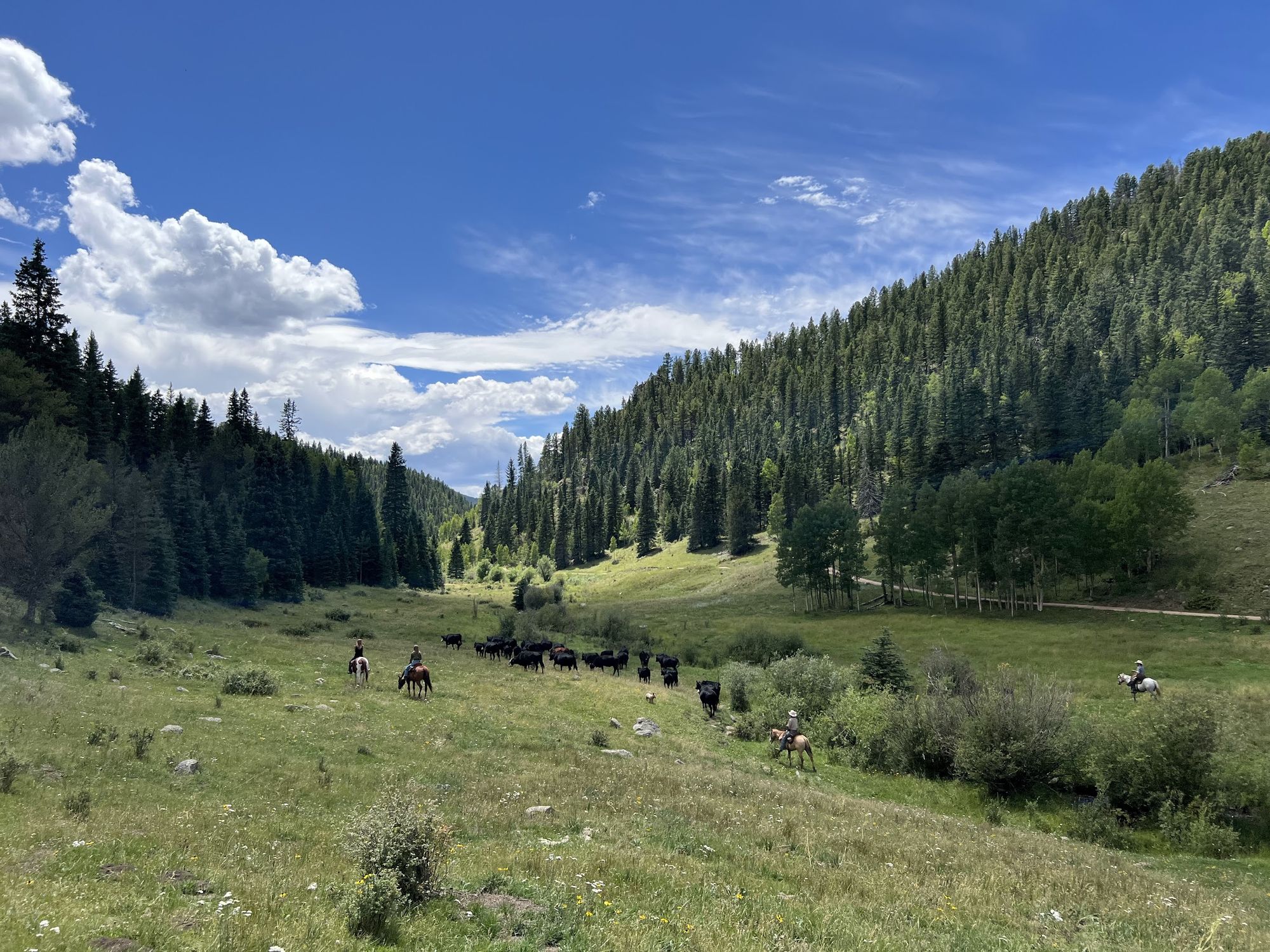 Riders following the herd down a green East Beaver Valley meadow