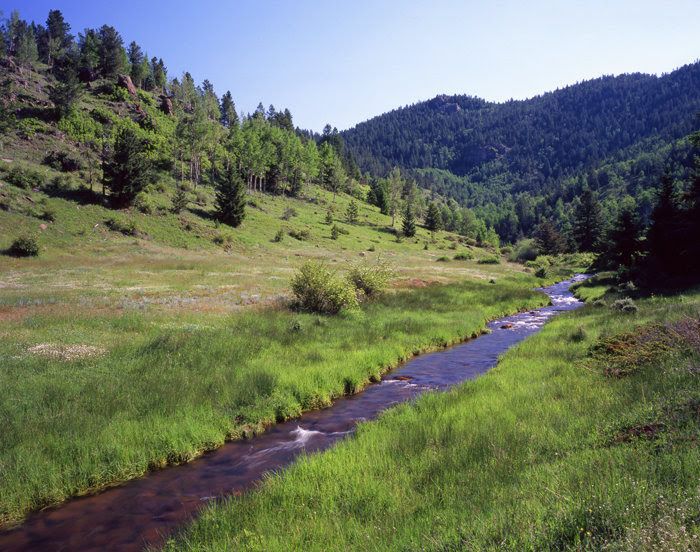 A trout creek winding through a green mountain meadow at Elk Glade